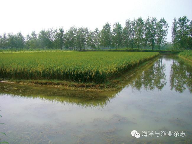 小龙虾养殖的历史背景