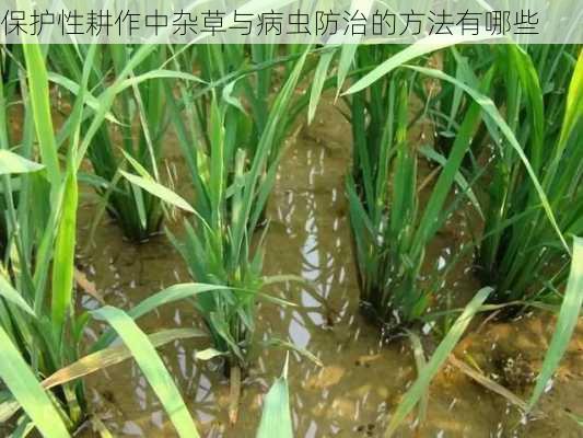 保护性耕作中杂草与病虫防治的方法有哪些