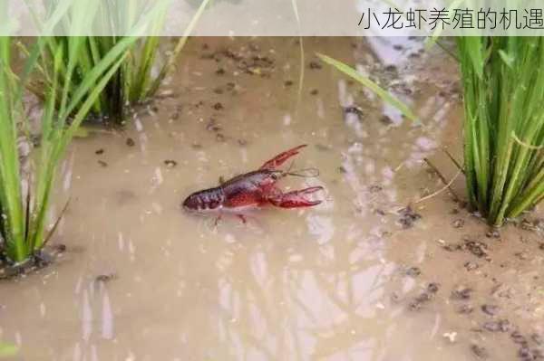 小龙虾养殖的机遇