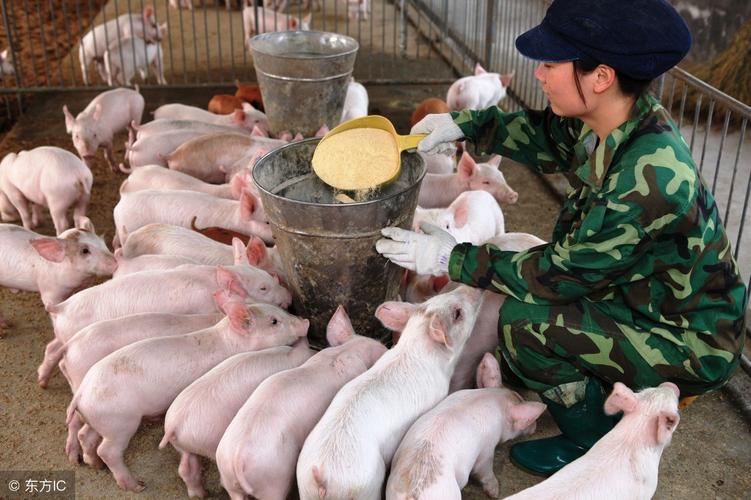 猪饲料的安全性如何保障