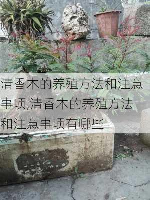 清香木的养殖方法和注意事项,清香木的养殖方法和注意事项有哪些