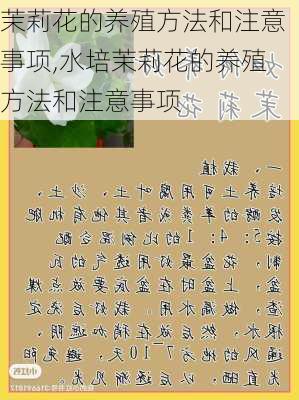 茉莉花的养殖方法和注意事项,水培茉莉花的养殖方法和注意事项