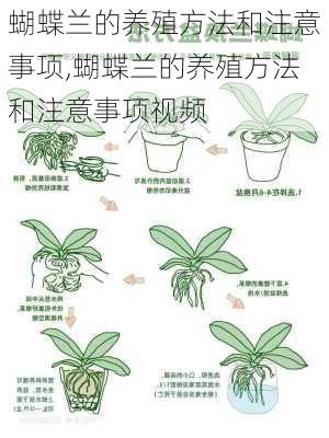 蝴蝶兰的养殖方法和注意事项,蝴蝶兰的养殖方法和注意事项视频