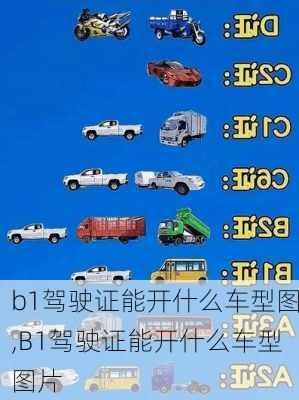 b1驾驶证能开什么车型图,B1驾驶证能开什么车型图片