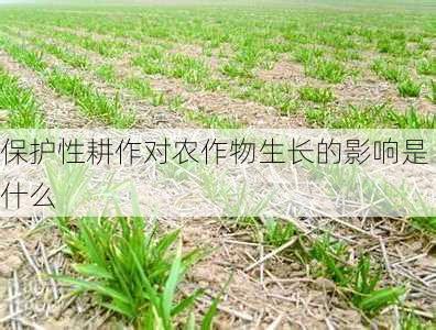 保护性耕作对农作物生长的影响是什么
